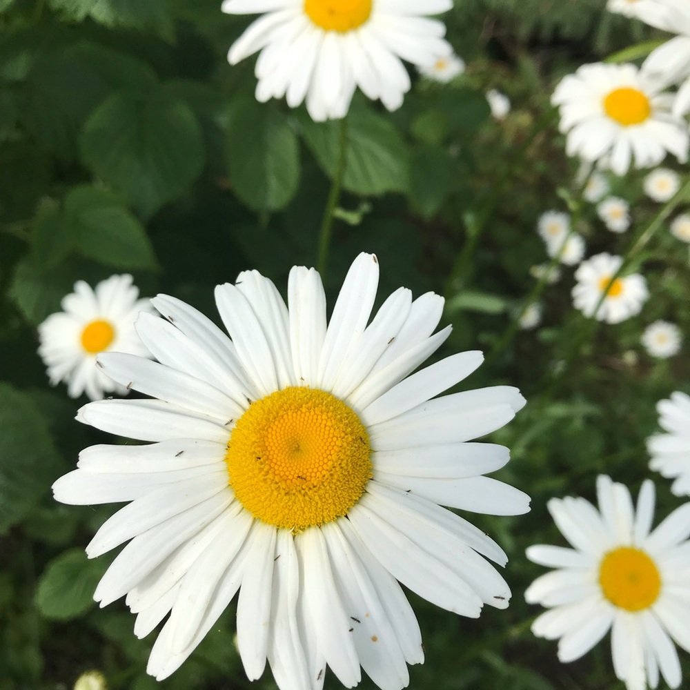 Meet your Posher, Kadence